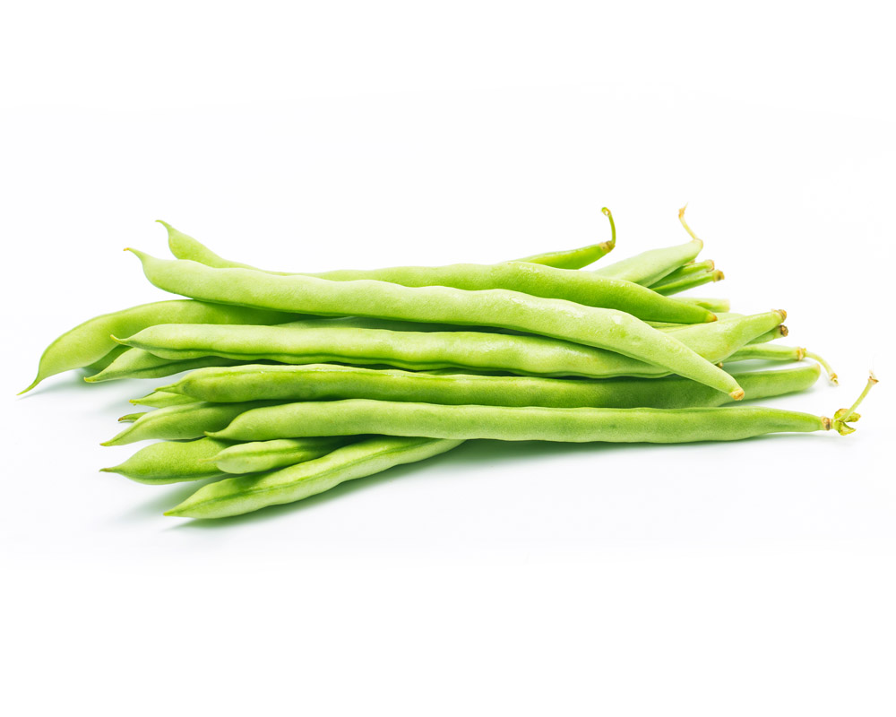 Masader Harvest