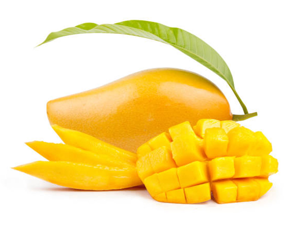 Masader Harvest